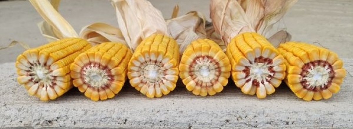 Campaña Maíz 25/26