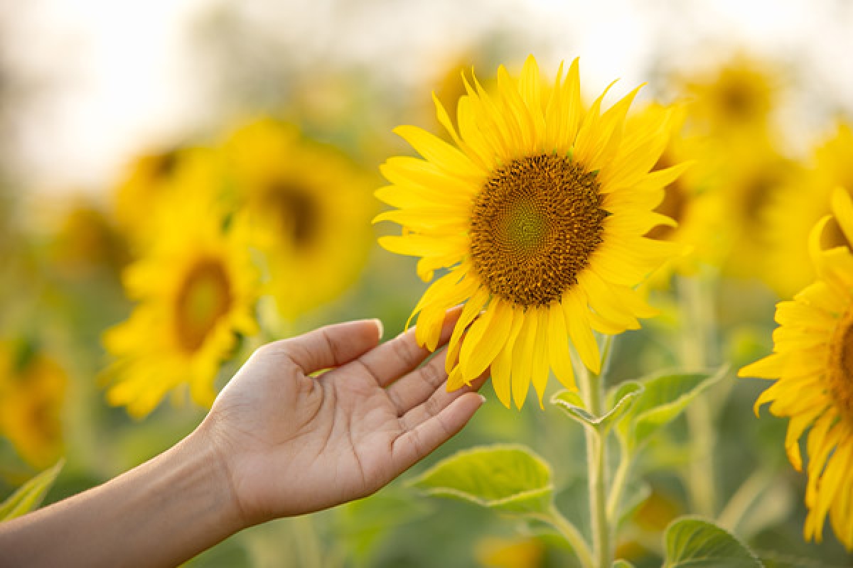 Campaña Girasol 25/26