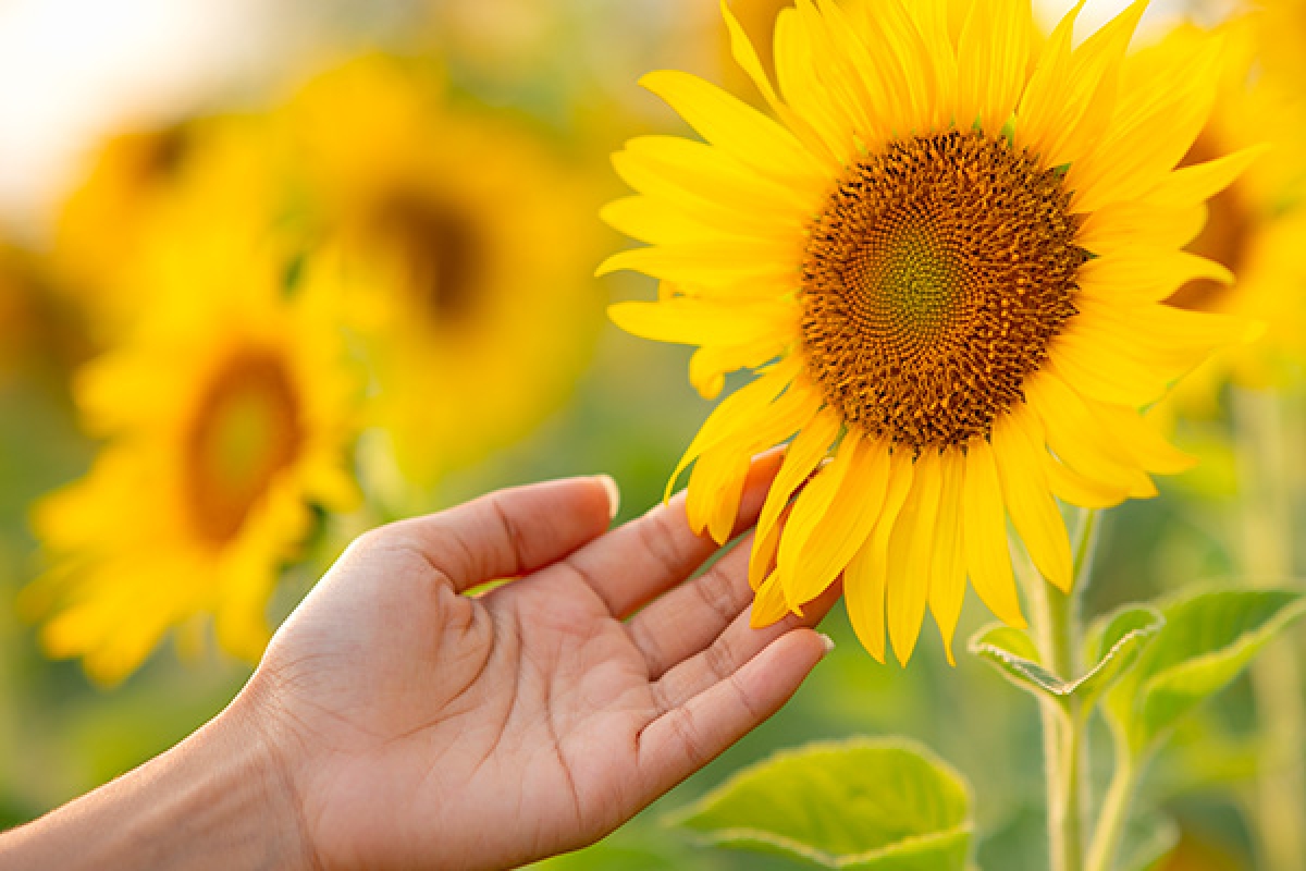 Campaña Girasol 25/26