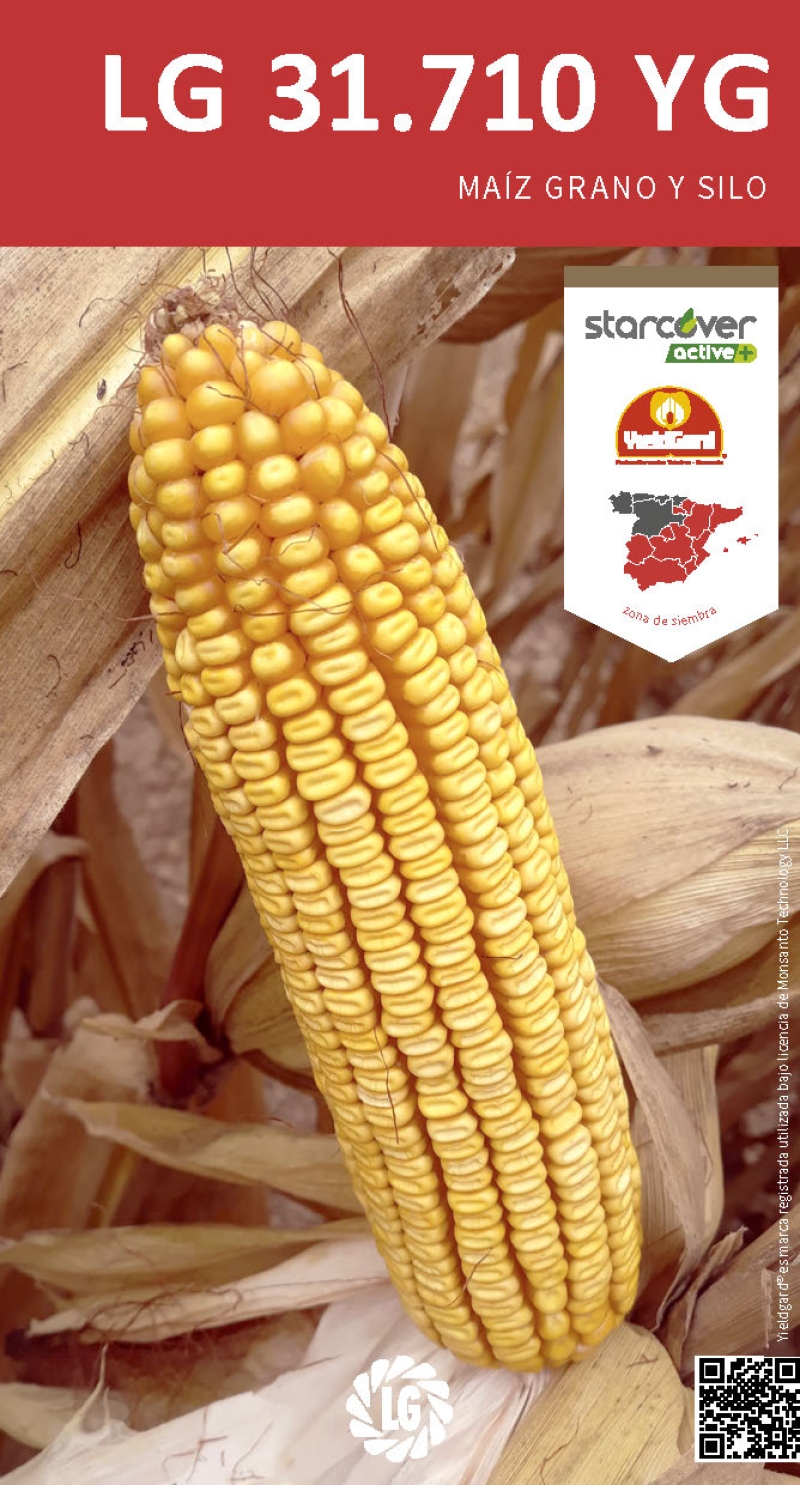 LG 31.710 YG