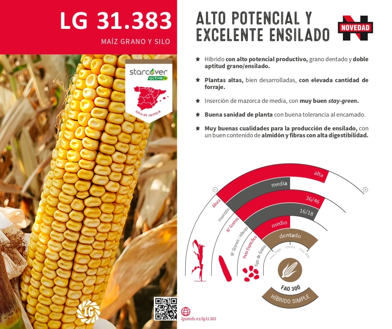 LG 31.383