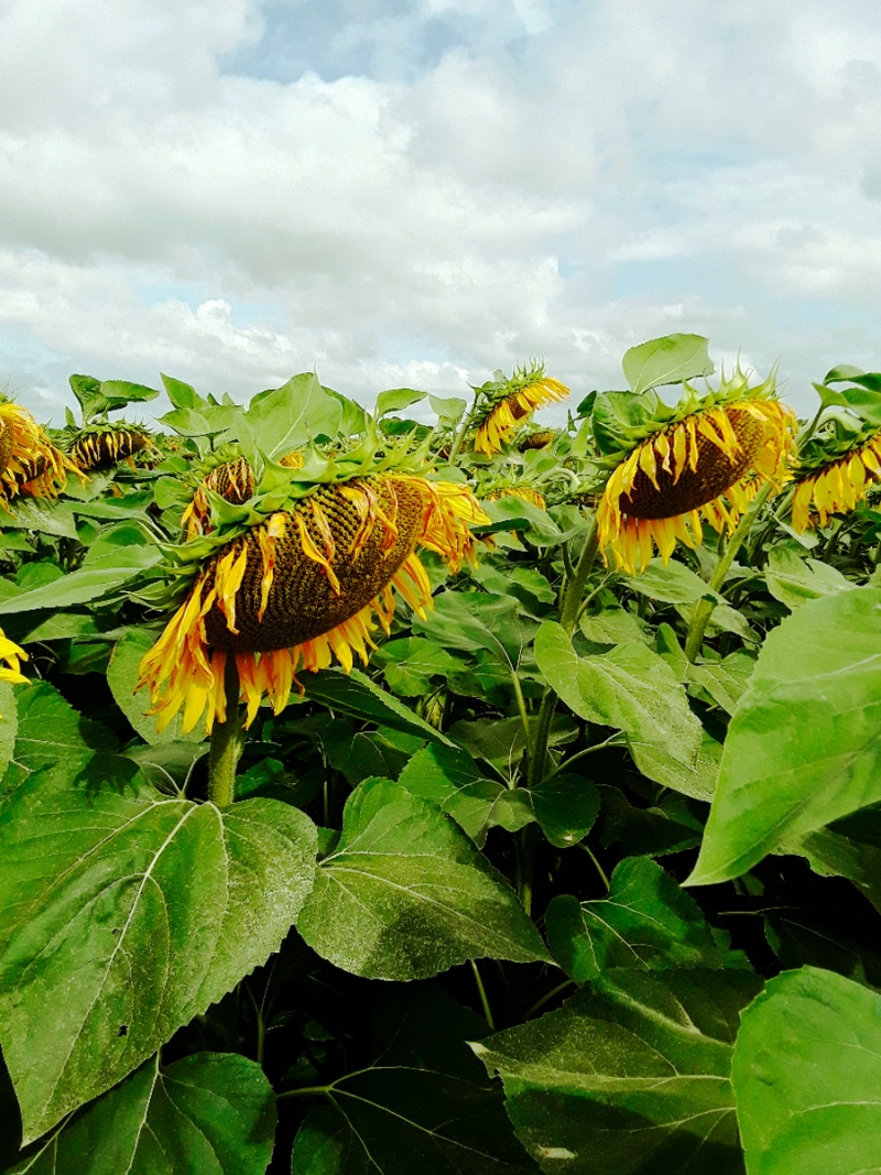 LG 50.487 CLP - Dosete