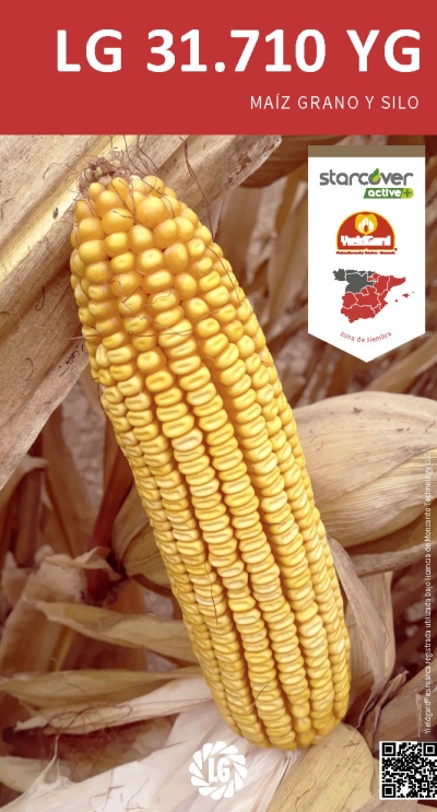 LG 31.710 YG