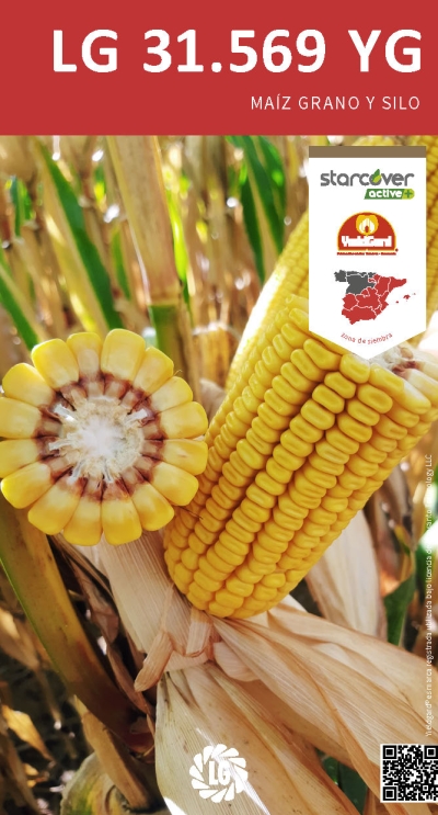 LG 31.569 YG