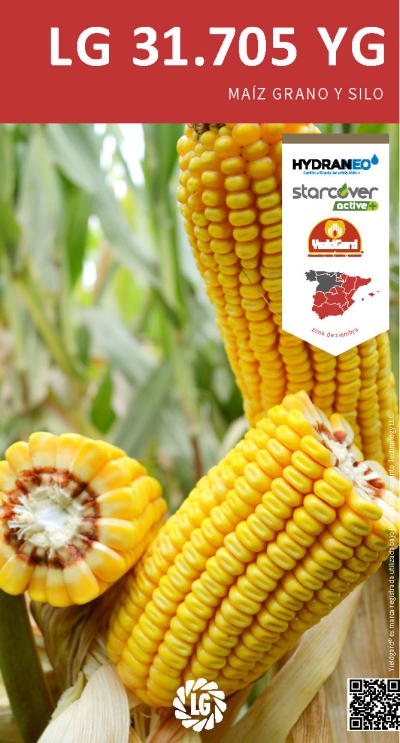 LG 31.705 YG
