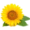 Girasol